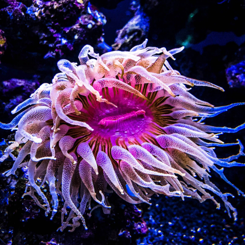 Academy-Of-Science-Sea-Anemone