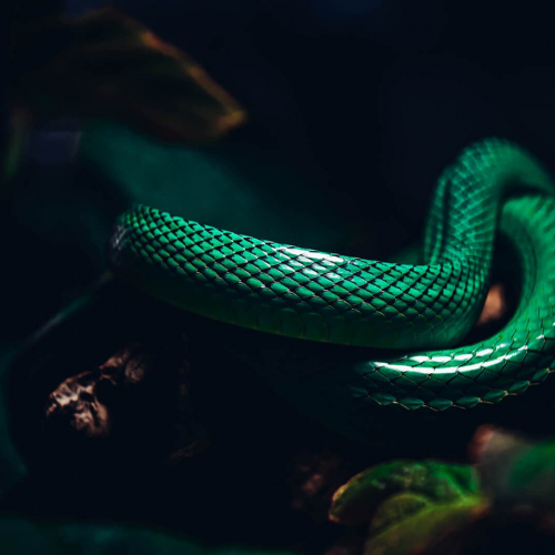 Academy-Of-Science-Snake
