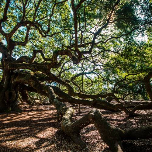 Angel-Oak-Tree-Branches