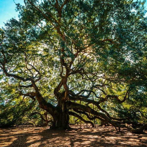 Angel-Oak-Tree