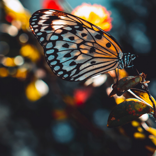 Butterfly-World-Fairy-Butterfly
