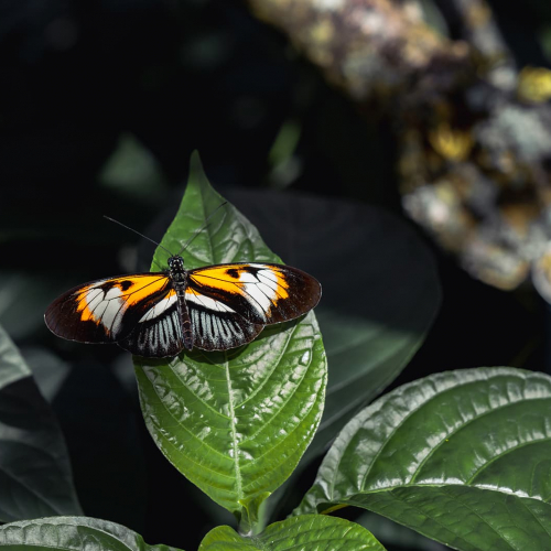Butterfly-World-Orange-Butterfly