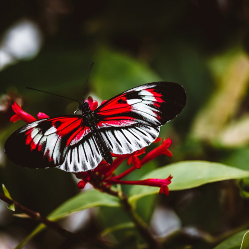 Butterfly-World-Red-Butterfly