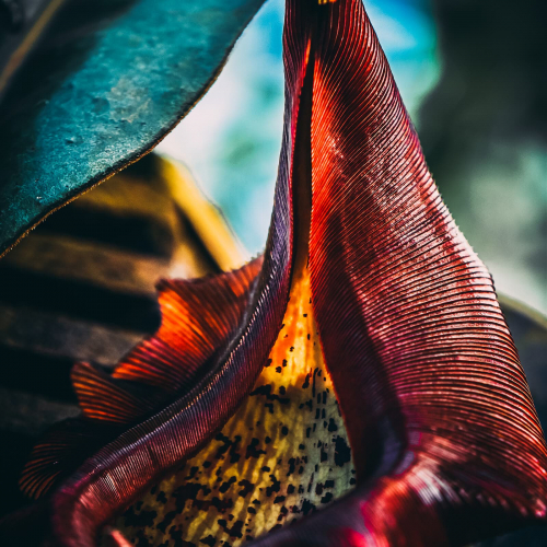 Conservatory-of-Flowers-Flower-Plant-Pitcher-Plant