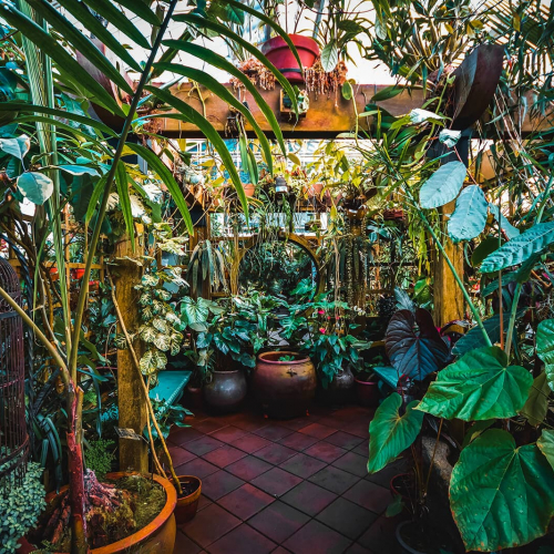 Conservatory-of-Flowers-Interior