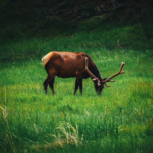 Custer-State-Park-Elk