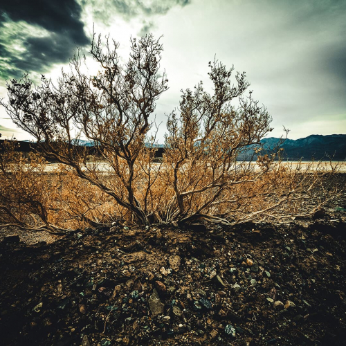 Death-Valley-National-Park-Brush