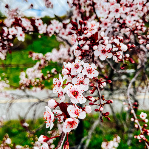 Eastern-Promenade-Cherry-Blossoms
