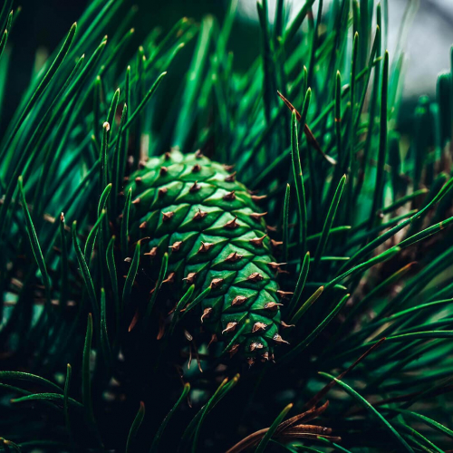 Ferry-Beach-Green-Pinecone-Abstract