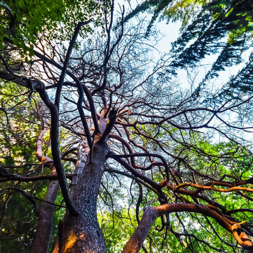 Mackworth-Island-Tree-Branches