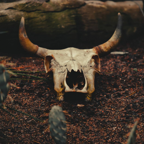Montreal-Botanical-Garden-Bull-Skull