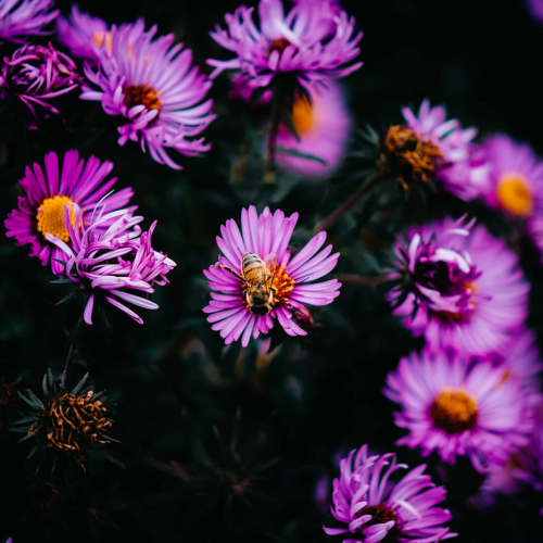 Montreal-Botanical-Garden-Purple-Flowers-Bee