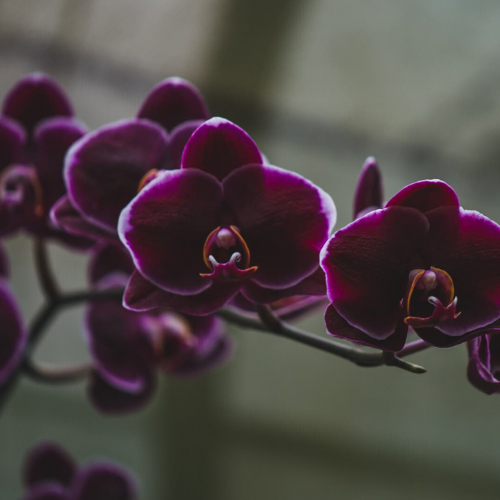 Montreal-Botanical-Garden-Purple-Orchid