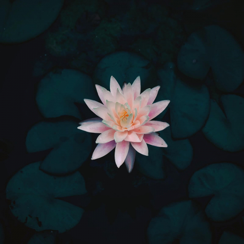 Nymphaea-Water-Lilly