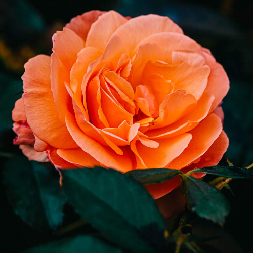 Peach-Rose