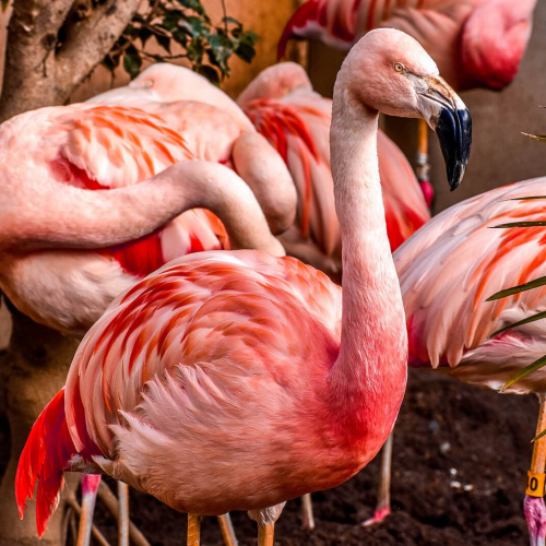 Pink-Flamingo