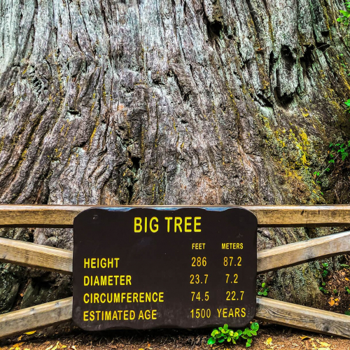 Red-Woods-National-Park-Big-Tree