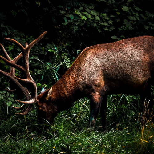 Red-Woods-National-Park-Elk
