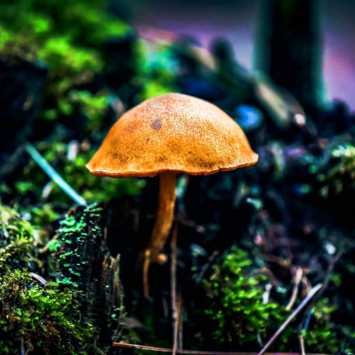 Smalls-Falls-Mushroom