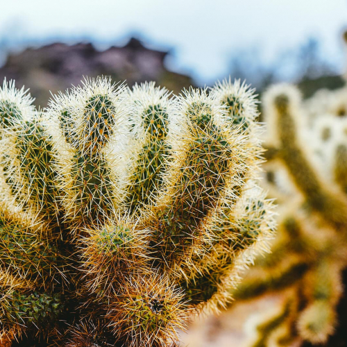 South-Mountain-Park-Preserve-Bright-Cactus