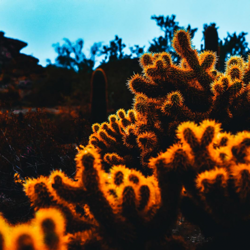 South-Mountain-Park-Preserve-Glowing-Cactus