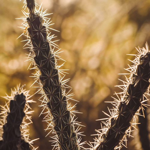 Triangle-Cactus-Acanthocereus-Tetragonus
