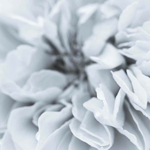 White-Flower-Abstract