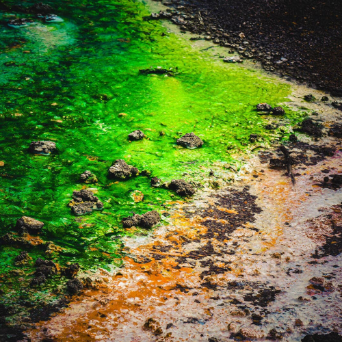 Yellowstone-Abstract-Green