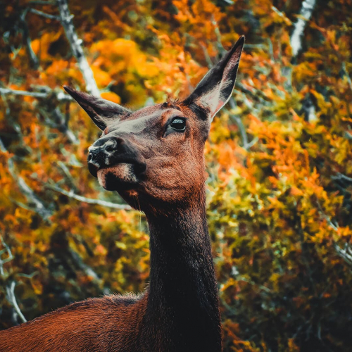 Yellowstone-Deer
