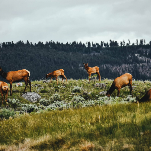 Yellowstone-Deers